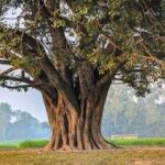 The Aak Plant: Uses, Benefits, and Harmful Effects