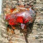 Shisham Tree: A Valuable Gift of Nature for Furniture, Medicine,