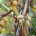 Neem Tree: The Natural Healer of India