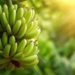 Plants and Trees as a Source of Income in India( Farmers Grow, Sell, and Earn from Trees
