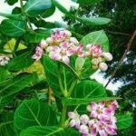 The Peepal Tree: Sacred Beliefs, Scientific Facts