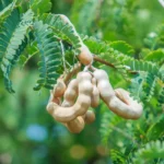 Rose Water (Gulab Jal): A Fragrant Gift of Nature for Health, Food, and Daily Life Introduction